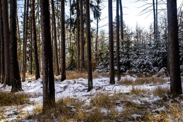 Winter theme photo of sunny snowy landscape. Snow covered fir trees in forest.