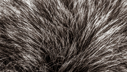 Fototapeta premium dark, long wool with white top texture background, dark natural wool, white seamless cotton, fluffy fur texture for designers 