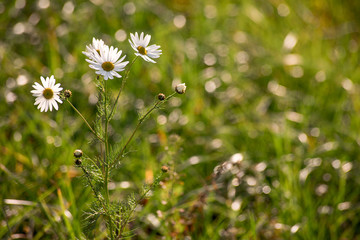 Chamomile in a green field