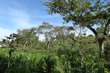 Obraz premium Lasy i pola w Tanzanii