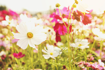 White cosmos flowers that are blooming in the morning sun