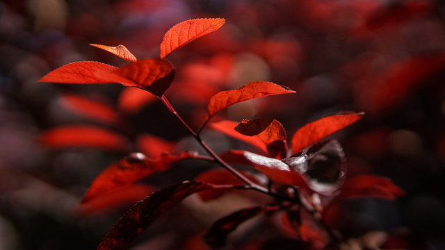 red prunus