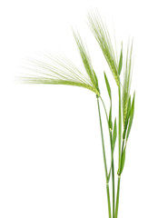 Green spikelet of barley on white background