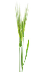 Obraz premium Green barley spikes on a white background
