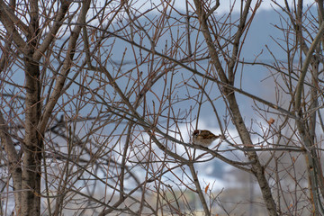 Birds in the winter jump on the trees. In cold weather, they are looking for where to eat.