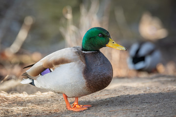 Mallard ducks sunning themselves in the winter on a wooded embankment in Brunswick, Maine 