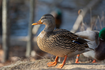 Mallard ducks sunning themselves in the winter on a wooded embankment in Brunswick, Maine 