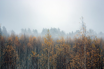 Birch forest in late autumn. Autumn background with yellow leaves in the fog. Dry leaves. Yellow autumn.