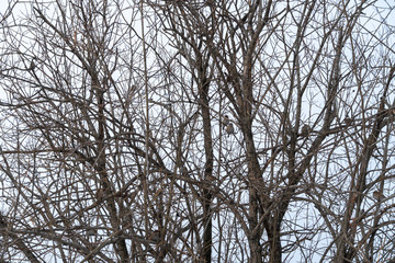 Birds in the winter jump on the trees. In cold weather, they are looking for where to eat.