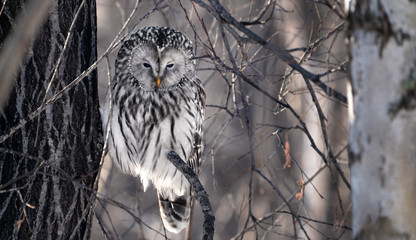 Long-tailed tawny owl white owl sitting on a tree