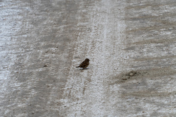 Birds jump over muddy snow in winter. They walk on the ground and are looking for something edible.
