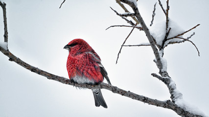 The bird is a red crossbill sits on the branch in winter