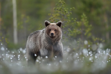 young brown bear in forest scenery at summer