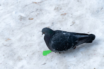 Pigeons walk through the muddy snow in winter. they communicate with each other and look out for food seeds
