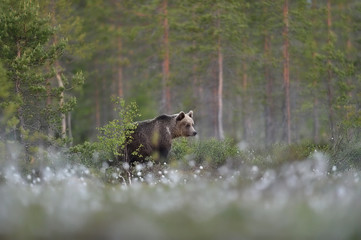 brown bear in forest scenery at summer