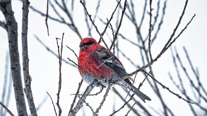 The bird is a red crossbill sits on the branch froze in the winter
