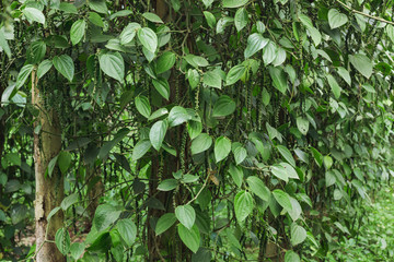 Fototapeta na wymiar Fresh green ceylon pepper (Piper nigrum Linn) on tree in nature