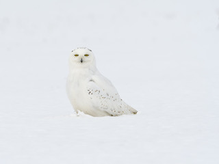 Male Snowy Owl Sitting on Snow Field, Portrait
