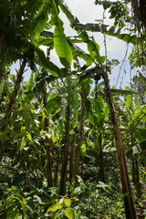 Obraz premium Plantacja bananów w Tanzanii