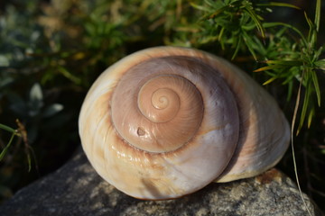 spiral seashell  © ms16_photo
