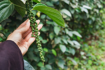 Piper nigrum fresh green pepper seed from tree on hand