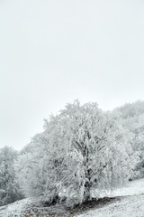 Frozen tree in Bucovina