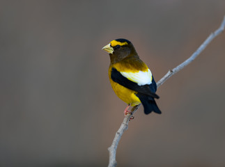 Male Evening Grosbeak in Winter, Portrait