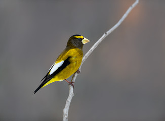 Male Evening Grosbeak in Winter, Portrait