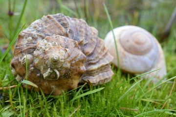 Sea shells on grass © ms16_photo
