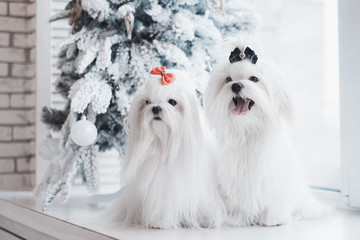 Two white dogs breed Maltese sitting on the window with a Christmas tree.