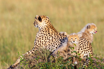 Cheetah family resting on the savannah