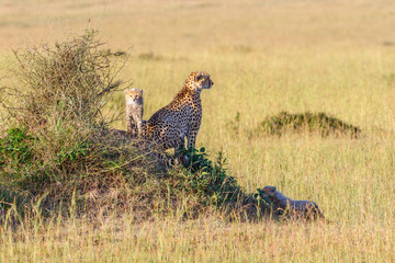 Cheetah cubs with their mother in savannah in Africa