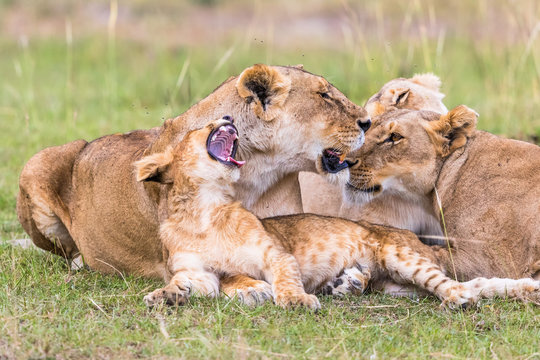 Lion Cub yawning with her mother