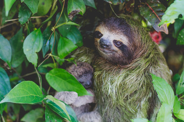 Perezoso en el Caribe de Costa Rica