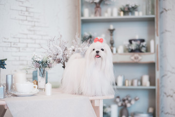 Glamorous white Maltese in a stylish interior.