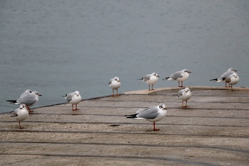 Flock of seagulls on a dock during cloudy day. Selective focus.