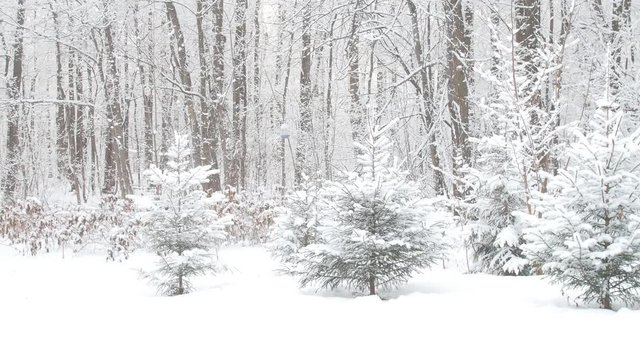 Beautiful winter snowy forest