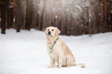 Beautiful dog breed Golden Retriever in the winter forest