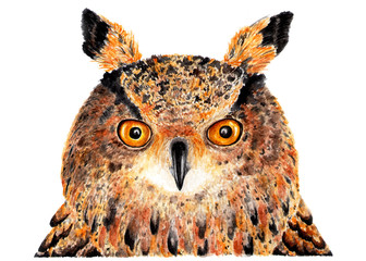 Eurasian eagle owl. Watercolor illustration.
Portrait of an eagle owl. Drawing made in watercolor for your design.