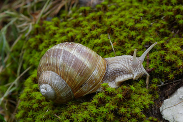 Chiocciola (Helix pomatia) su muschio