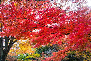 Autumn leaves in Tama Central Park / Tama  City, Tokyo, Japan