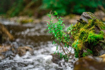 Stump covered with moss and plants. Sticking out of the water in the river. Beautiful bokeh.