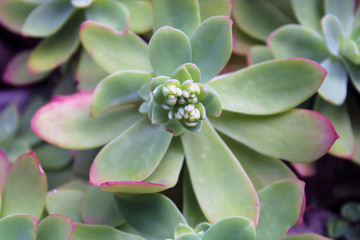 Aeonium gomerense pianta succulenta