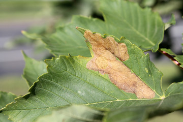 Sycamore maple (Acer pseudoplatanus) green leaf with mine of Sawfly leafminer (Heterarthrus sp.), Belarus