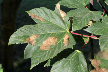 Sycamore maple (Acer pseudoplatanus) green leaf with mine of Sawfly leafminer (Heterarthrus sp.),...