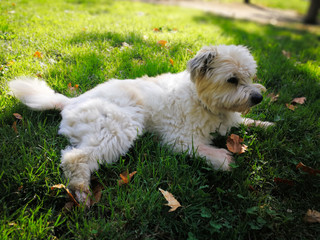Cute sweet furry dog lying on a grass in a city park