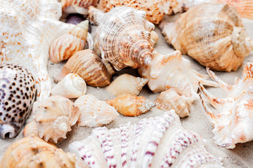 Seashells on the sand, summer beach background with copy space for text.