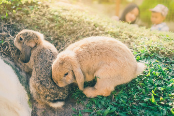 The cute rabbits are resting in the afternoon.