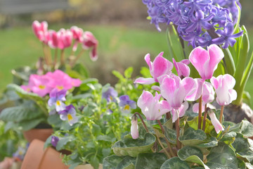 Obraz premium close on beautiful spring pink flowers in garden