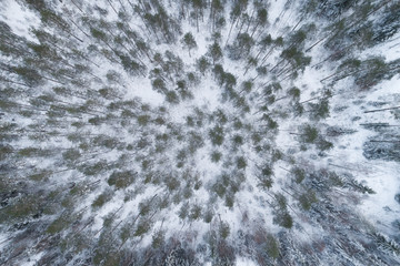 Beautiful drone photo of frozen Pine Forest. View from above. 